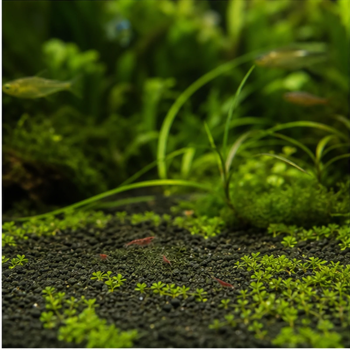 Spirulina SuperSoft Fish Food: Soft granules