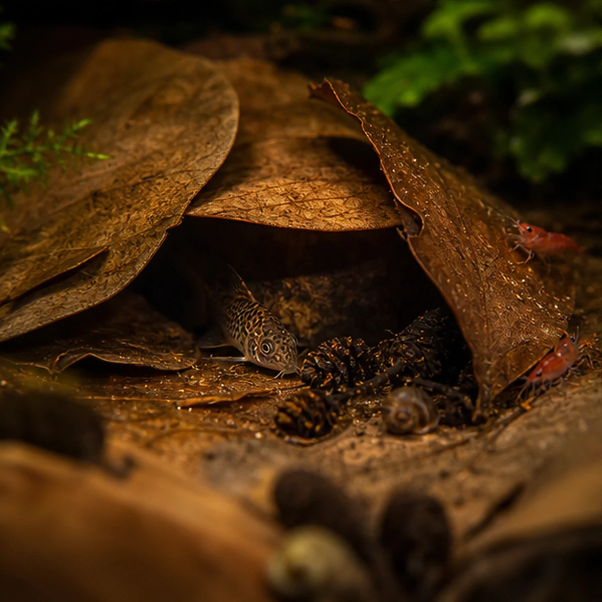 Leaf Litter + Tannins Starter Bundle – Blackwater / Biofilm Pack community route illustrative scene