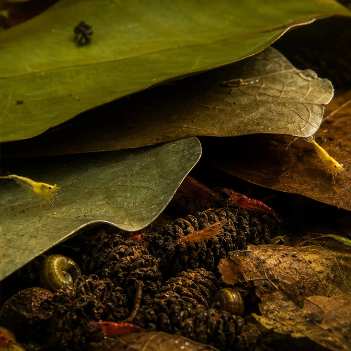 Grazing + Leaf Litter + Tannins Mini Bundle – Shrimp/Blackwater Pack packing view illustrative scene