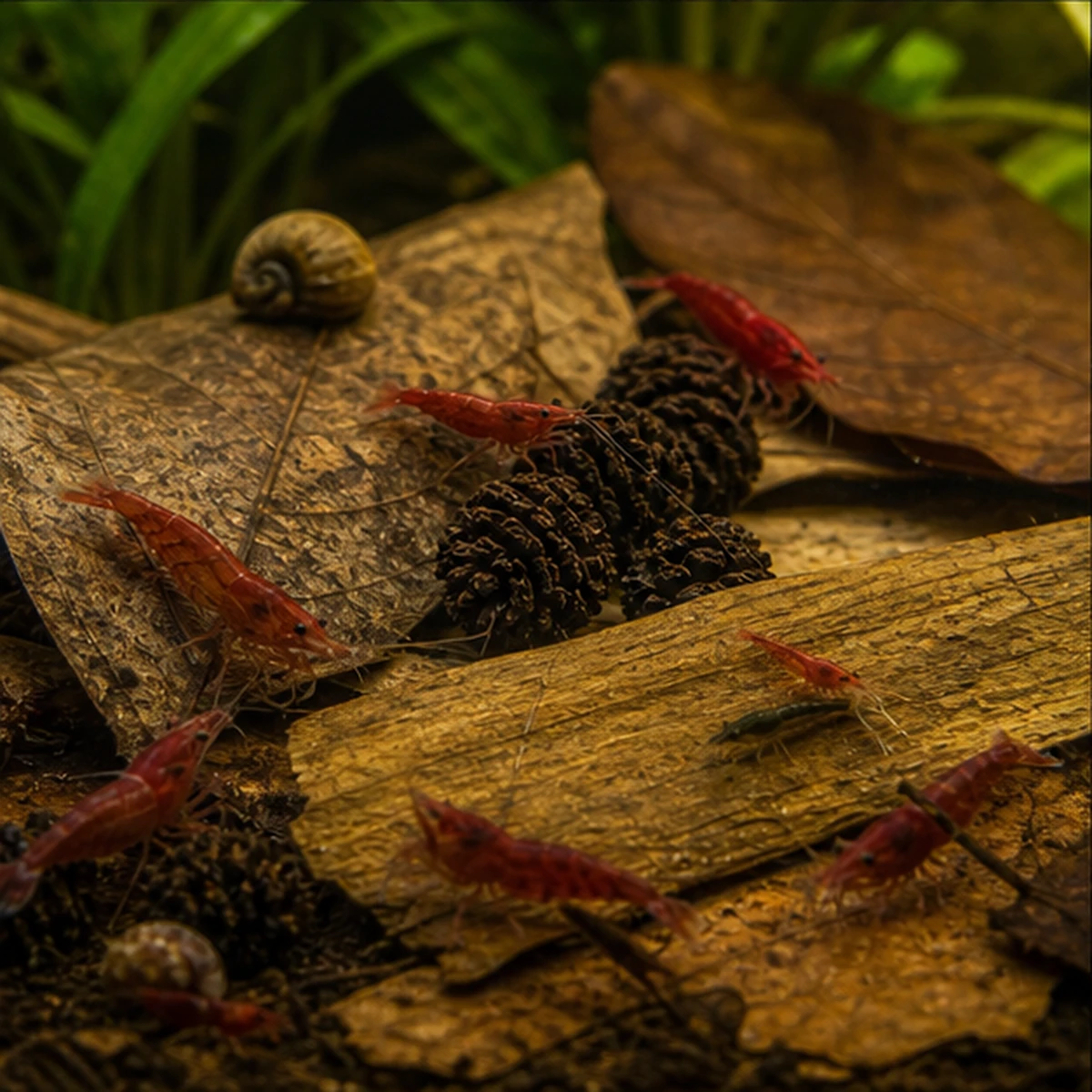 Leaf Litter + Tannins Starter Bundle – Catappa, Banana & Alder Cones Pack community route illustrative scene