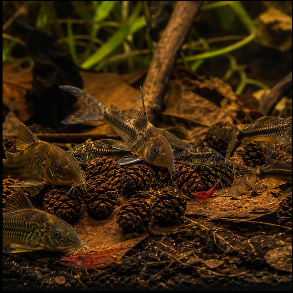 Aquarium Botanical Starter Box – Bakuli, Cones & Leaf Litter community route illustrative scene