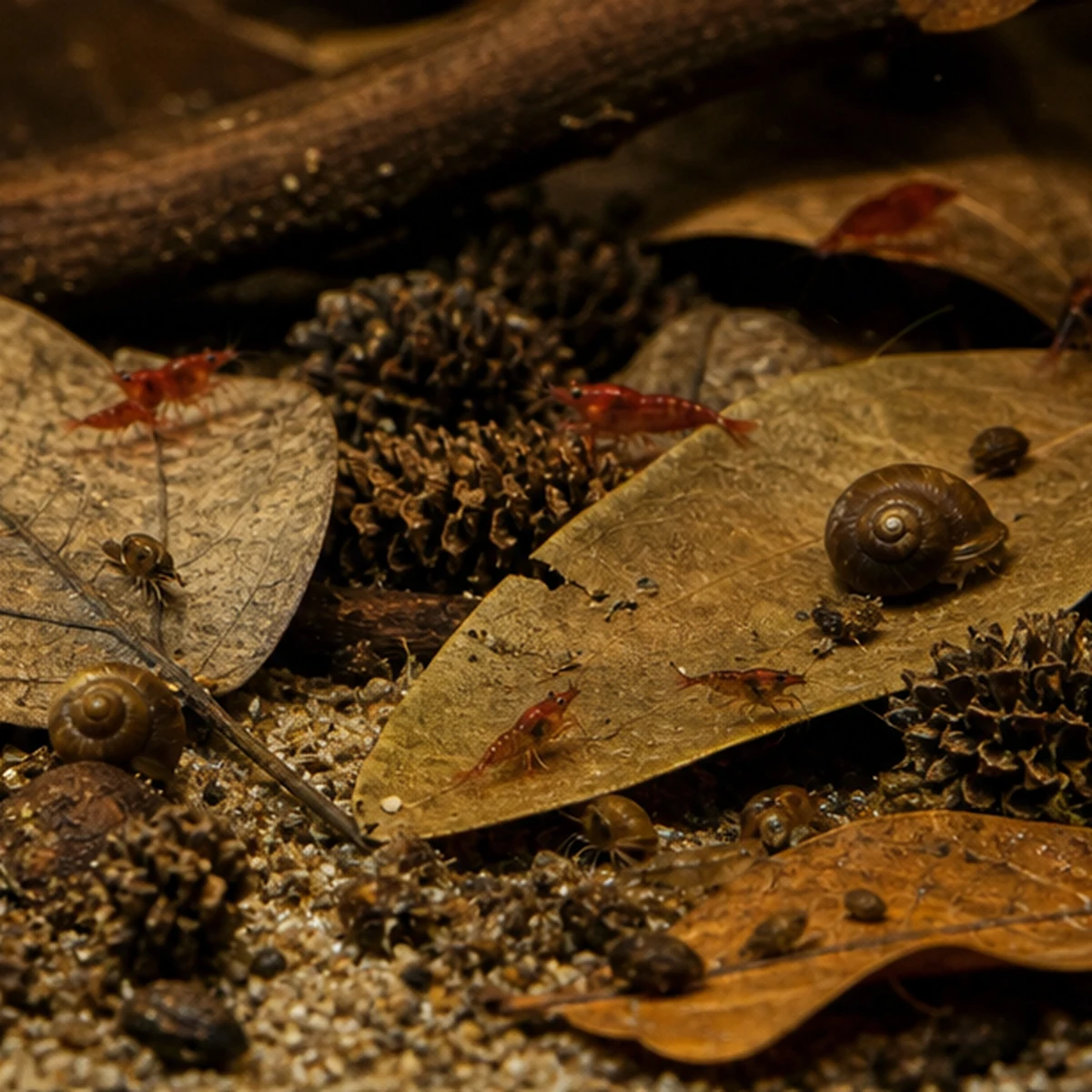 Blackwater Botanical Box – Leaves, Cones, Pods & Catappa Mix grazing and detail illustrative product-world scene