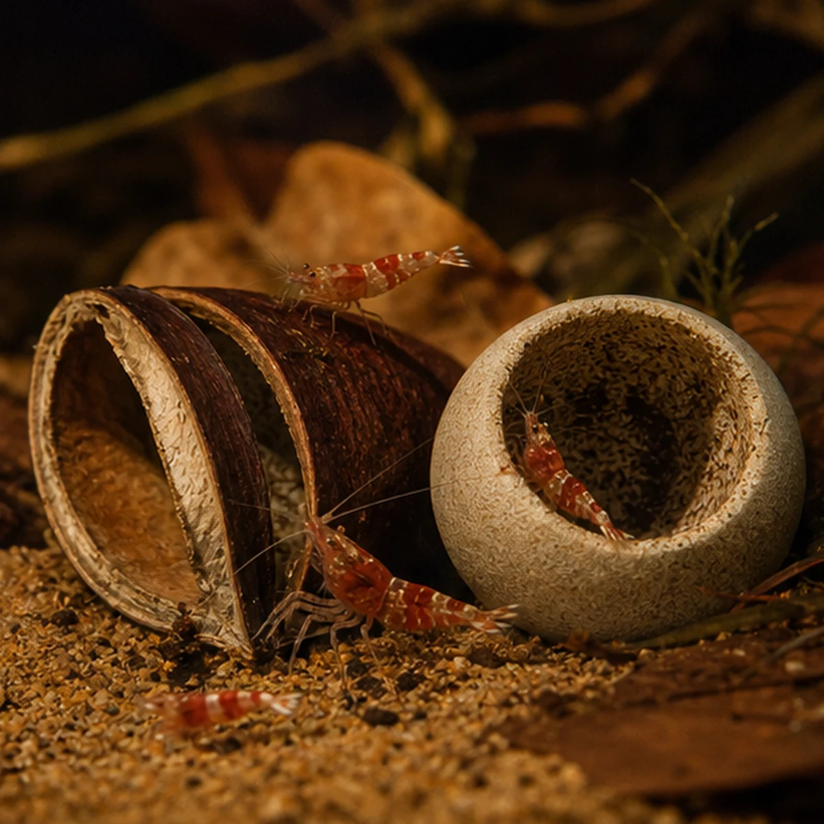 Curated Blackwater Botanical Pod Pack grazing and detail illustrative product-world scene