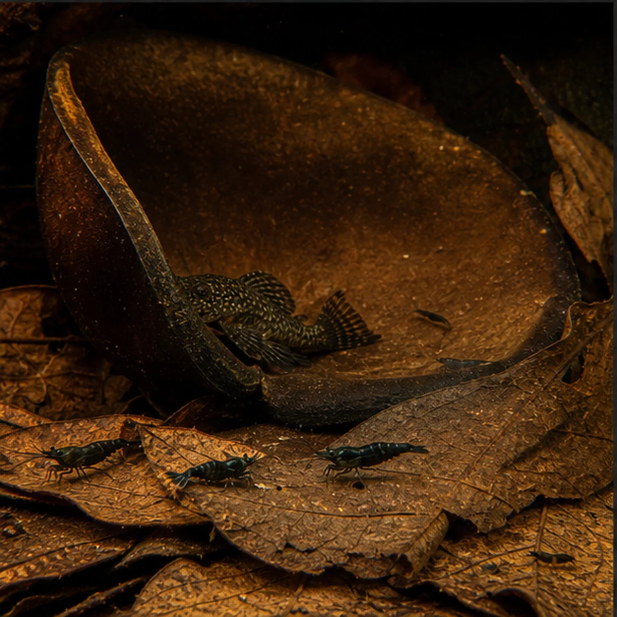 Blackwater Botanical Box – Structure, Texture & Tannins shelter and cover aquascape illustration