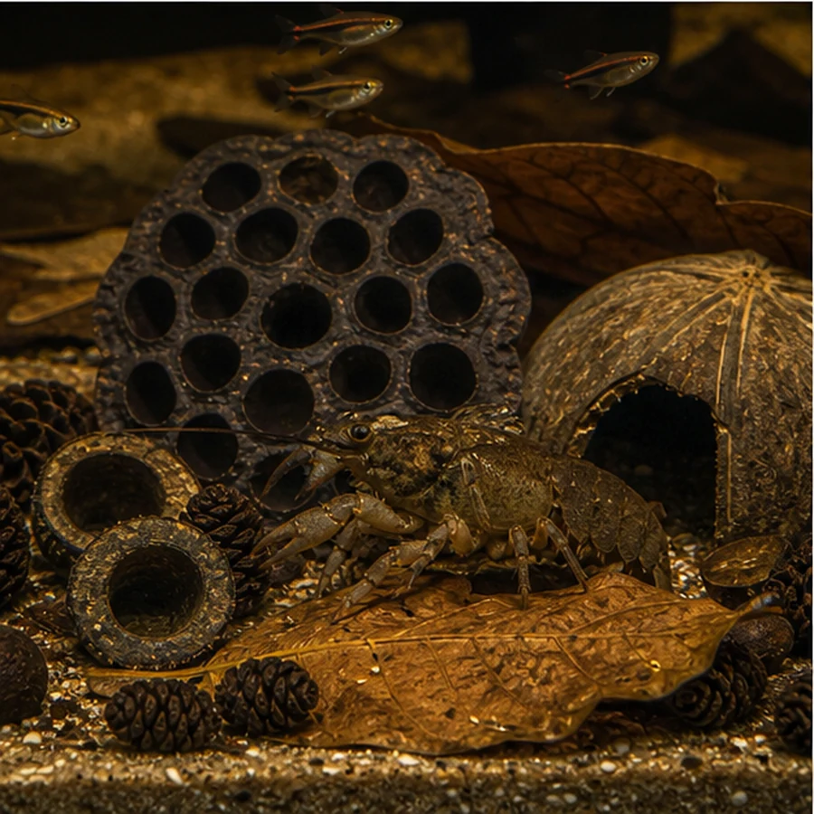 Large Blackwater Botanical Enrichment Box – 100–120 L Aquariums illustrative product-world scene: Lotus shelter microhabitat