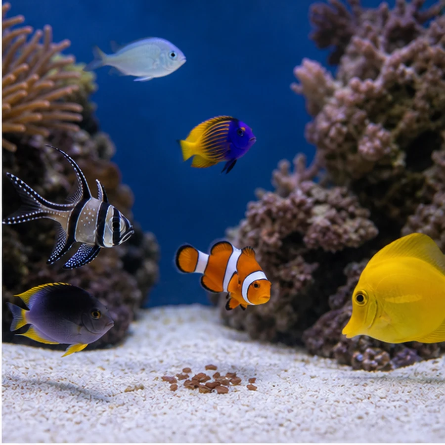 Seachem Entice 250ml Food Flavour Enhancer for Finicky Eaters illustrative product-world scene: Marine feeding route