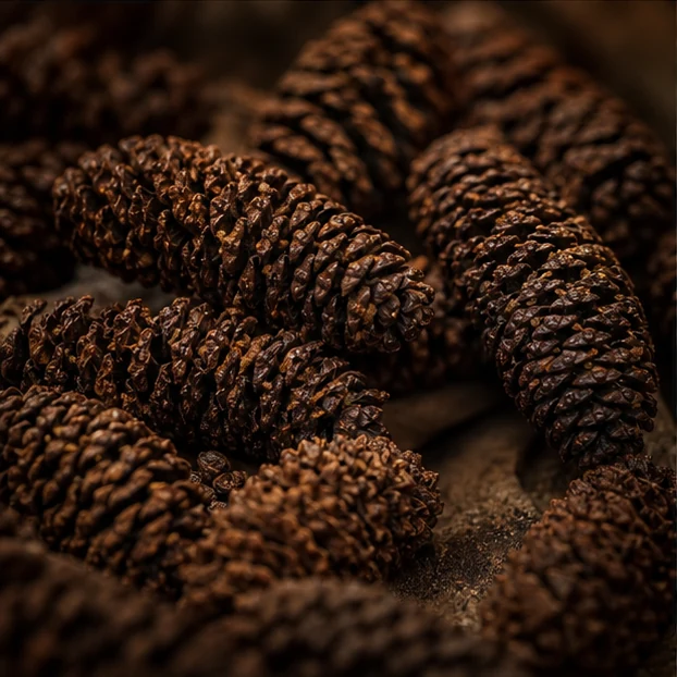 Alder Cones illustrative context scene - leaf-litter microhabitat