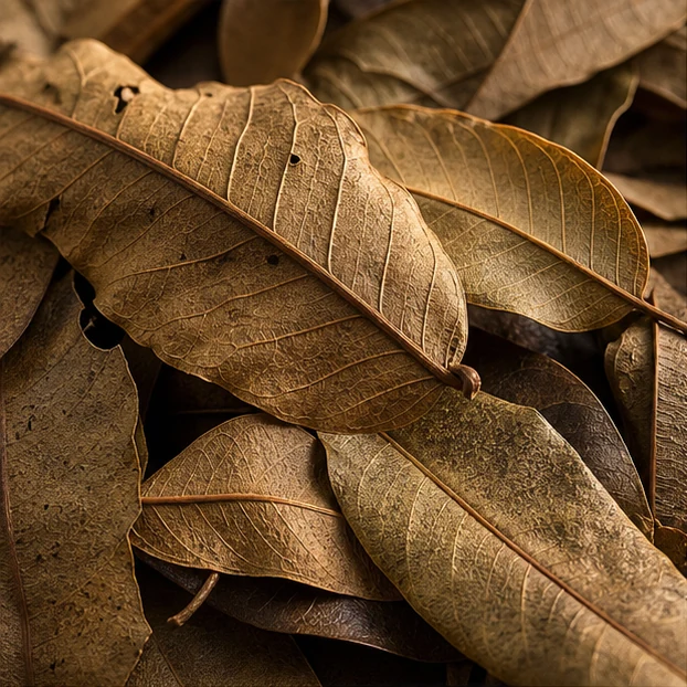 Guava Leaves illustrative context scene - leaf texture