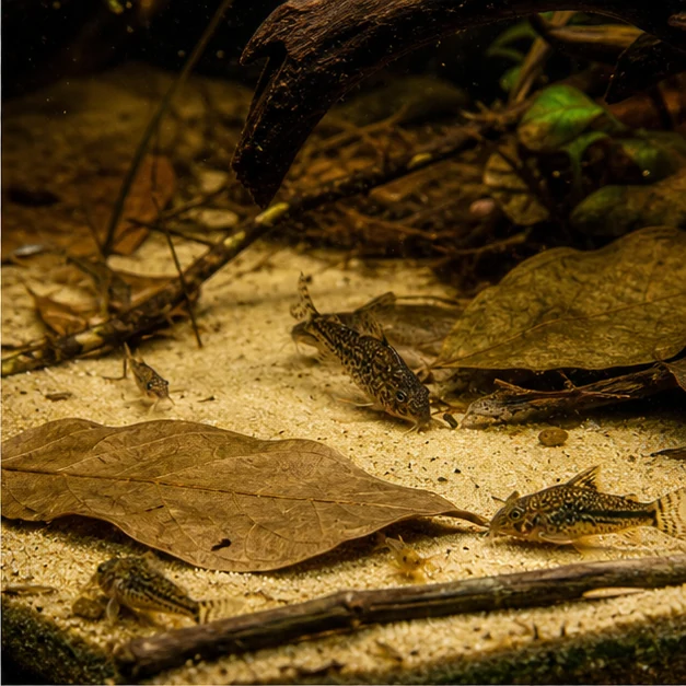 Ceylon Cocoa (Cacao) Leaves illustrative habitat scene - wider habitat