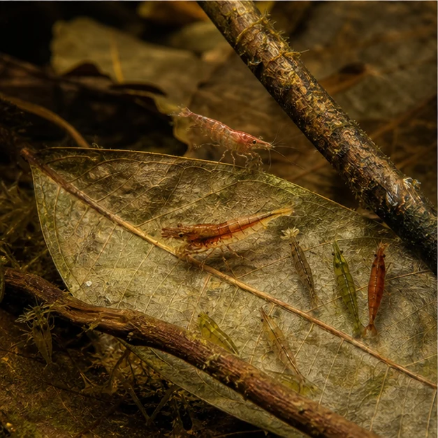 Ceylon Cocoa (Cacao) Leaves illustrative habitat scene - grazing detail