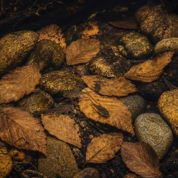 Beech Leaves (Fagus sp.) illustrative habitat scene - wider habitat