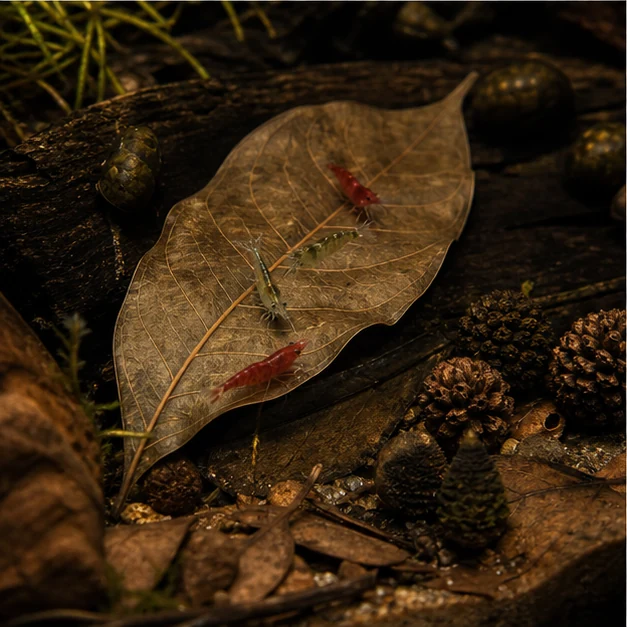 Longan Leaves illustrative habitat scene - grazing detail