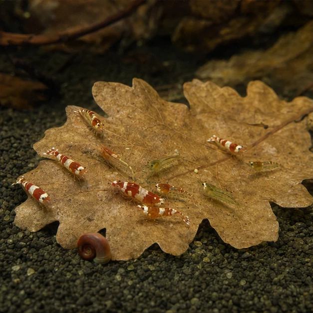Oak Leaves illustrative habitat scene - grazing detail