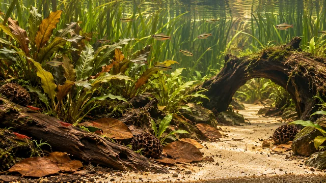 The Flood Pulse and Why Natural Blackwater Is Not Always Densely Planted