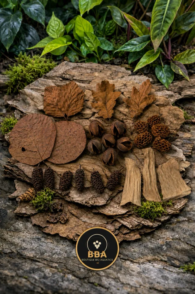Aquarium Botanical Starter Box – Bakuli, Cones & Leaf Litter