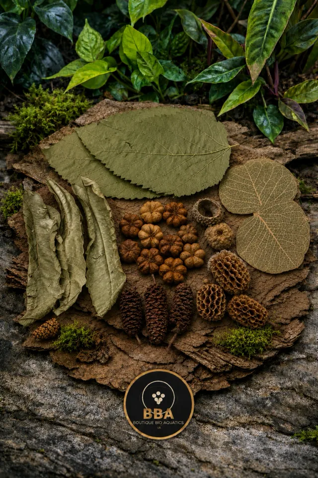 Aquarium Botanical Starter Box – Natural Pods, Cones & Leaf Litter