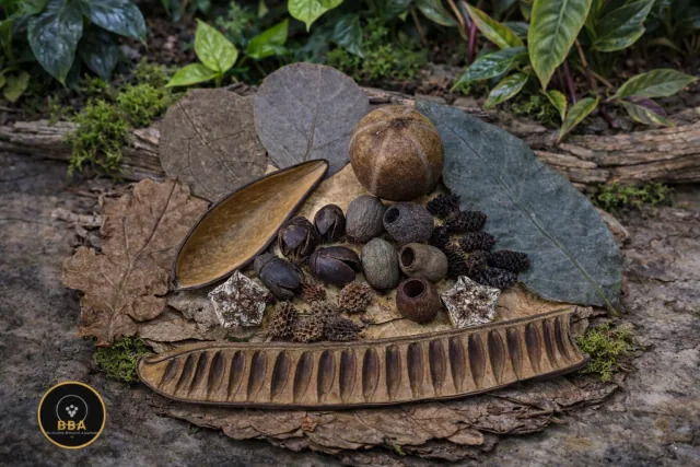 Blackwater Botanical Box #9 – Cones, Leaves, Pods & Feature Pieces