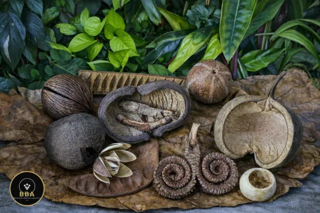 Blackwater Botanical Box – Big Structure, Shelters & Detail (Buddha Nut)