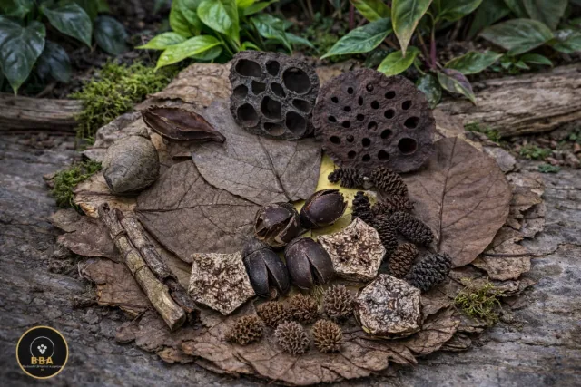Blackwater Botanical Box – Cones, Leaves, Pods & Catappa Core Mix
