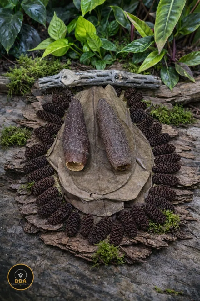 Blackwater Botanical Bundle – Leaf Litter, Cones, Pods & Cholla