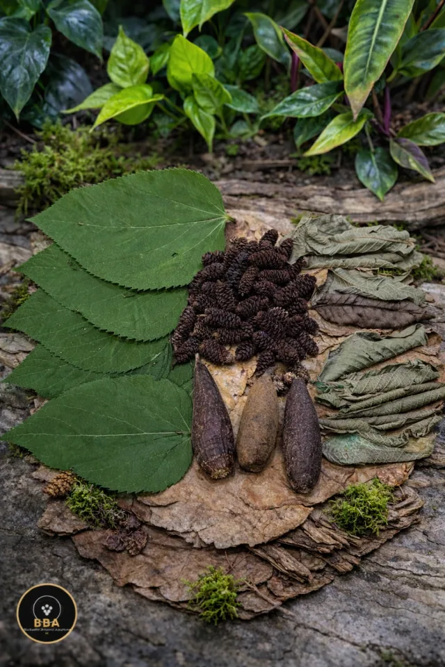 Blackwater Botanical Bundle – Leaf Litter, Cones & Savu Pods
