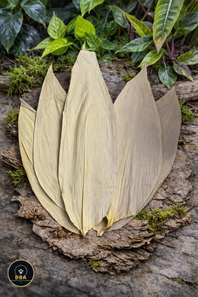 Dried Bamboo Leaves (Bambusa sp.) – Premium Shrimp & Blackwater Botanical product image