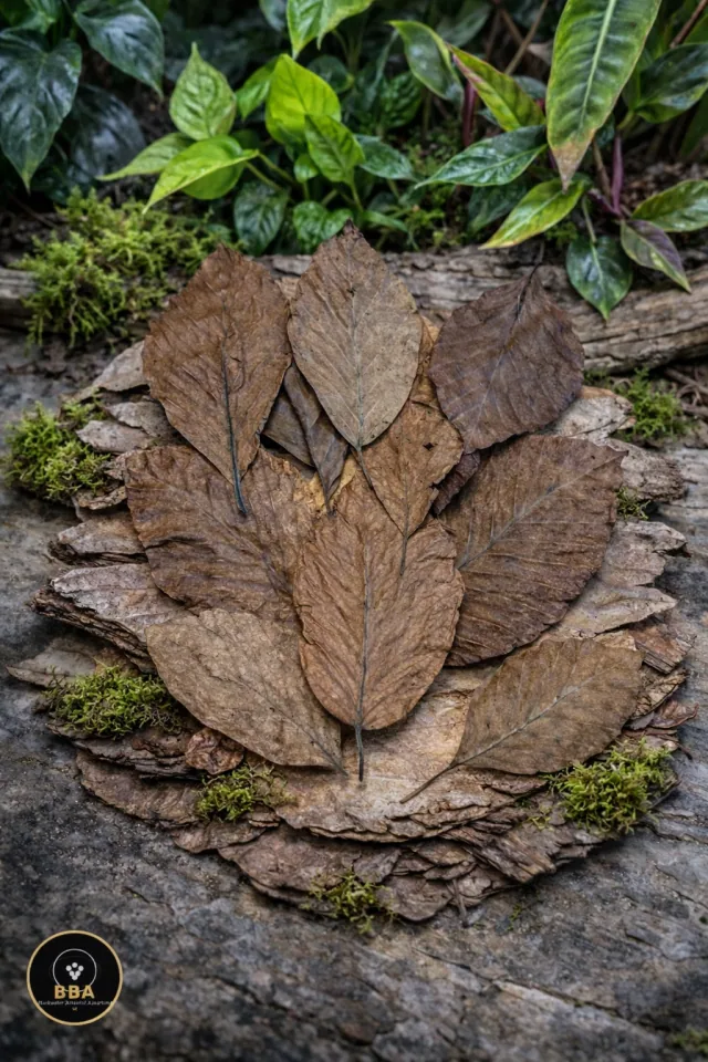 Dried Beech Leaves (Fagus sp.) – Natural Aquarium Leaf Litter product image