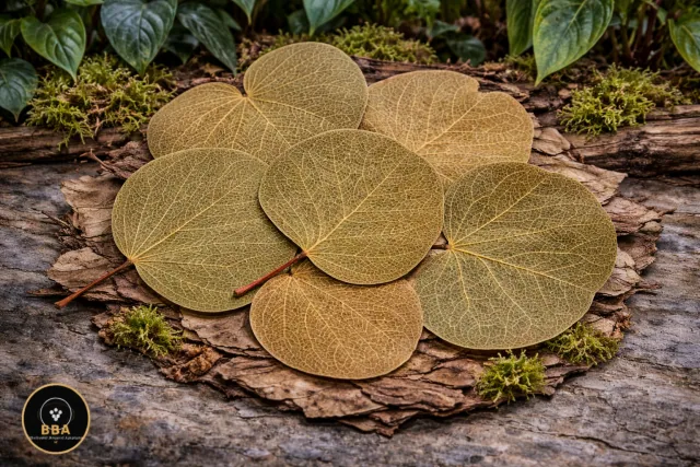 Dried Bodhi Leaves (Ficus religiosa) – Aquarium Leaf Litter product image