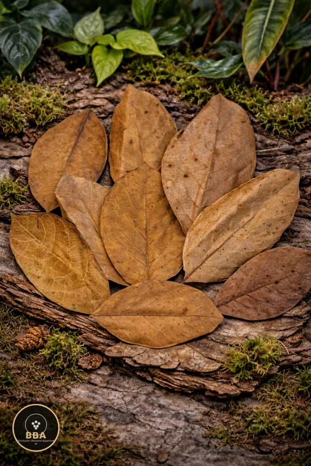 Dried Jackfruit Leaves (Artocarpus heterophyllus) – Blackwater Leaf Litter product image