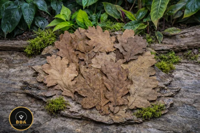 Dried Oak Leaves – Natural Aquarium Leaf Litter product image