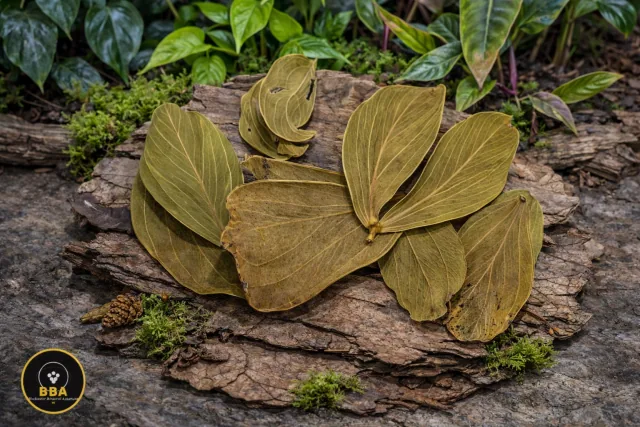 Dried Terminalia catappa Leaves – Aquarium Leaf Litter product image
