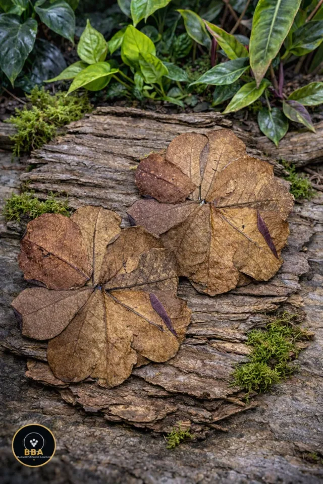 Indian Almond / Catappa Leaves – Aquarium Botanicals product image