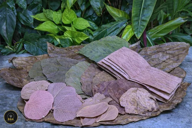 Leaf Botanical Enrichment Box product image