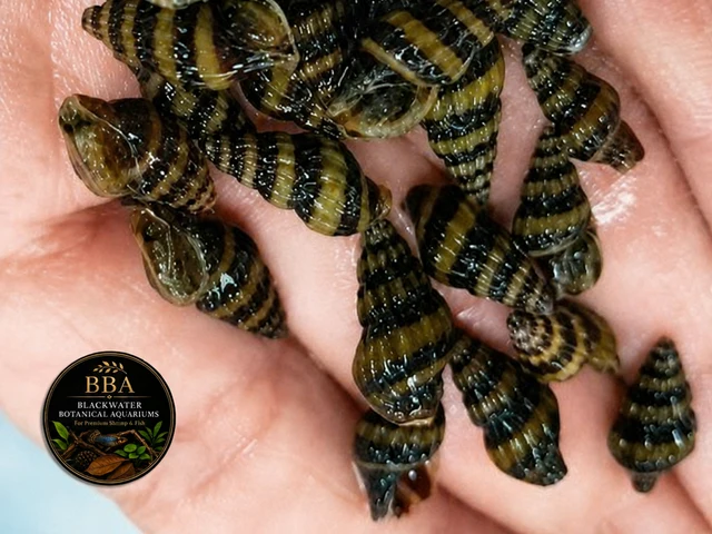 Assassin Snails for Freshwater Aquariums – Effective Pest Snail Control – Clea helena product image