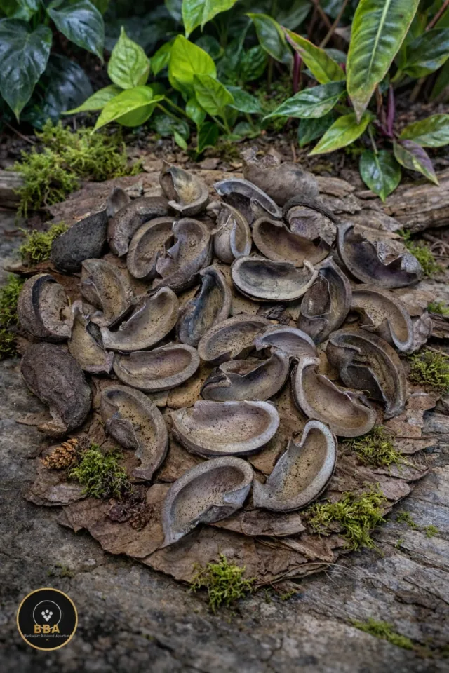 Rubber Tree Pods (Hevea brasiliensis) – Natural Seed Pods