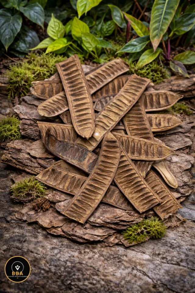 Step Fruit (African Flame Tree) – Natural Botanical Structure product image