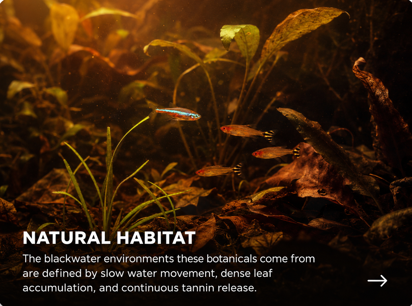 Blackwater Leaf Box – Leaf Litter Starter Mix habitat habitat story