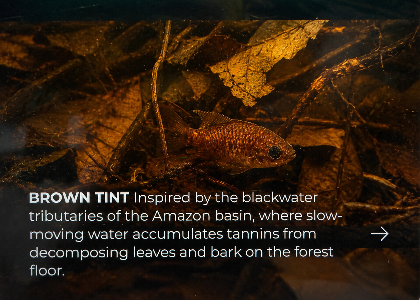 Blackwater Leaf Box – Leaf Litter Starter Mix cover habitat story