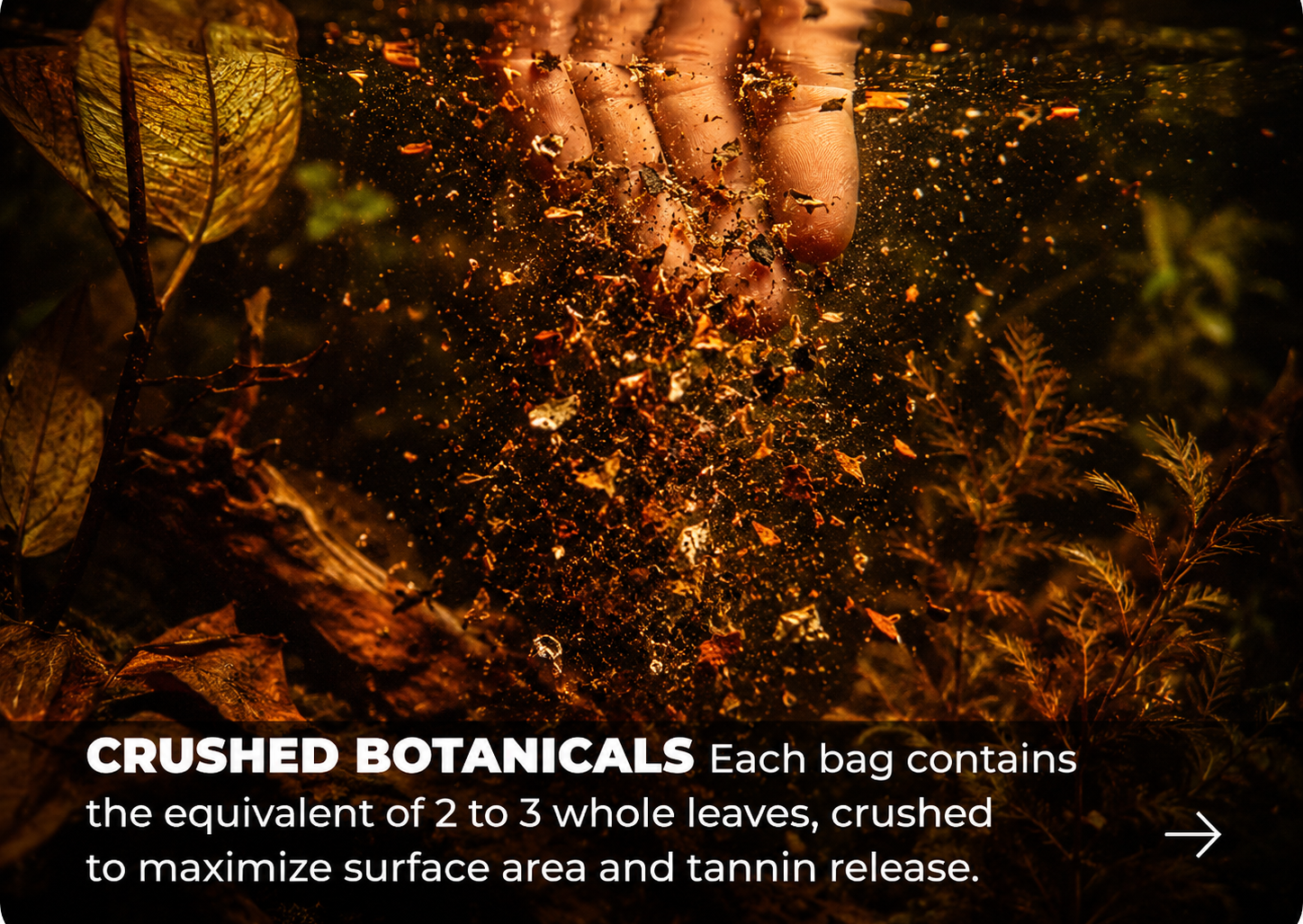 Blackwater Leaf Box – Leaf Litter Starter Mix explore habitat story