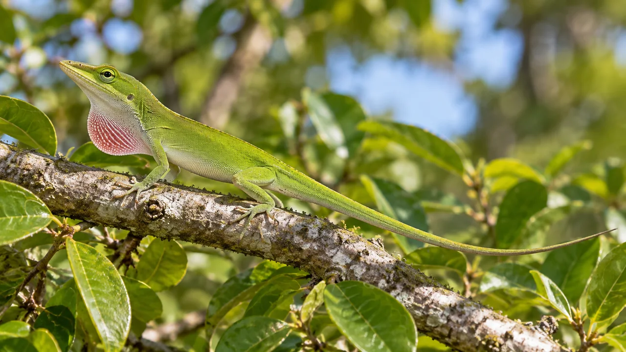 A slender green anole with a pink throat dewlap, long snout and thin tail on a sunlit leafy branch.