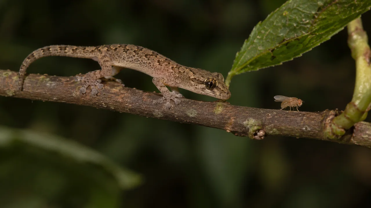 A tiny mourning gecko approaches a small fruit fly on a narrow twig beside a leaf.