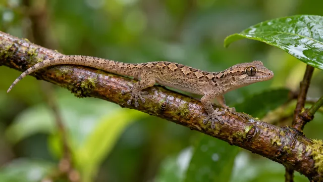 A slender tan mourning gecko with dark dorsal markings, fine adhesive toes and a single tail on a small twig.