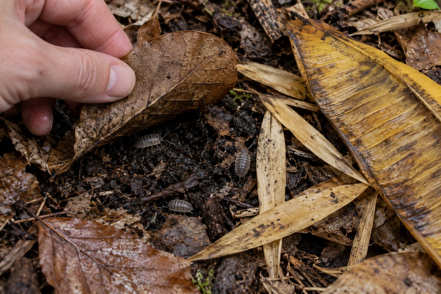 Lift loose Beech leaves to inspect beneath them. Bamboo leaves and Banana leaf pieces show different shapes and textures; keep drainage and access visible.