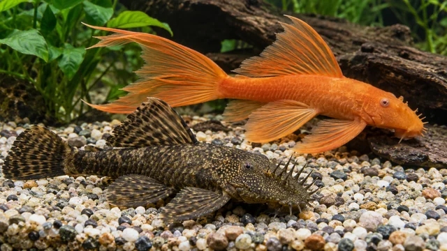 Ancistrus varieties showing its identifying shape and markings in a suitable aquarium setting.