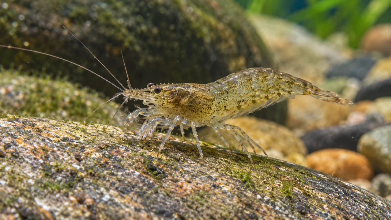 Atyoida pilipes using small feeding appendages while collecting from a rounded mature stone.