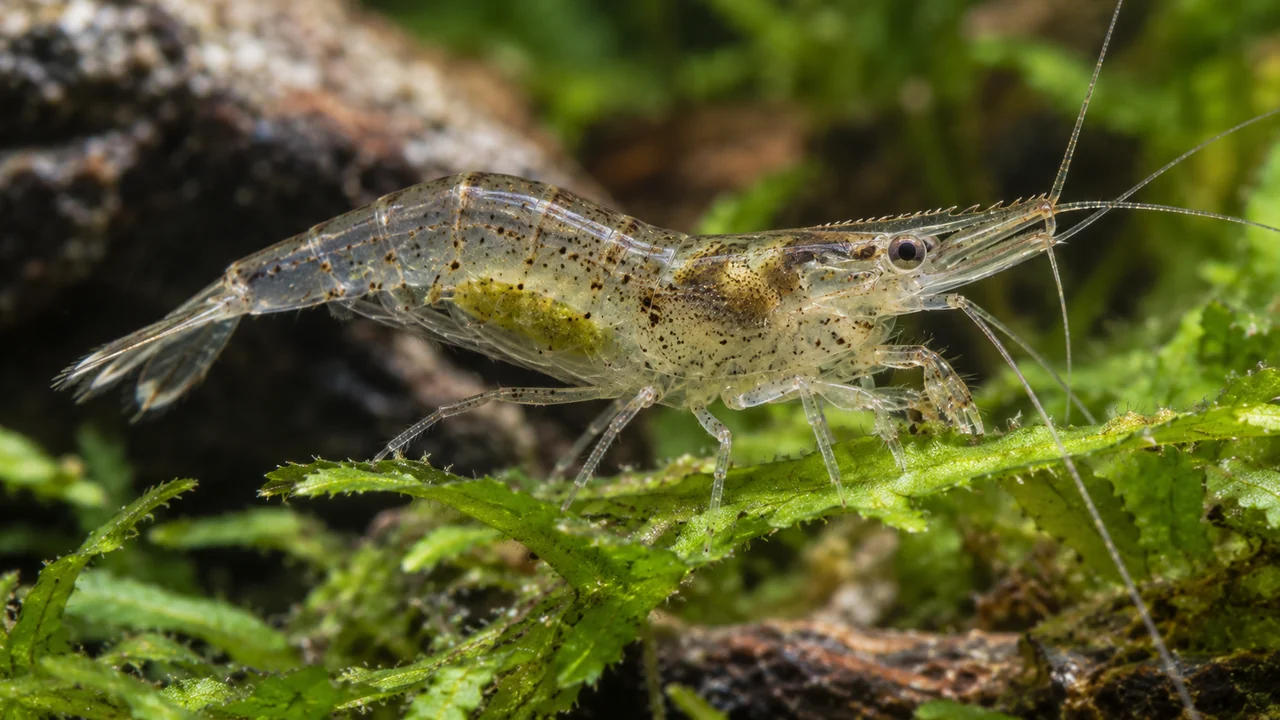 Transparent Paratya australiensis using small setose collecting chelae on a plant leaf.