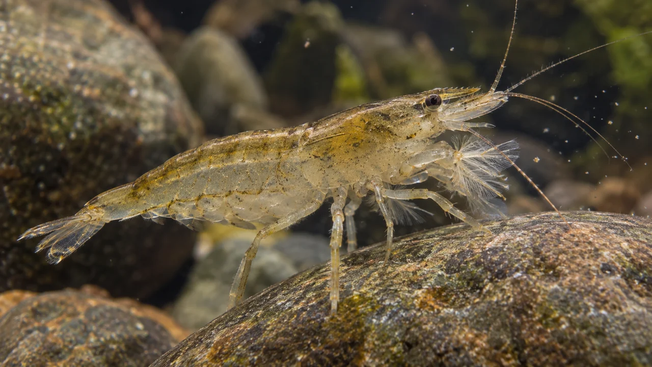 Australian Riffle Shrimp gripping a stone while fine feathery feeding brushes collect suspended particles.