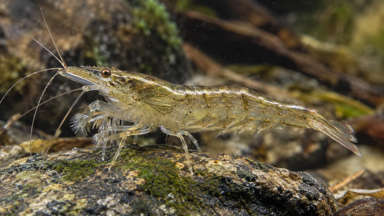 Australian Riffle Shrimp gripping a stone while fine feathery feeding brushes collect suspended particles.