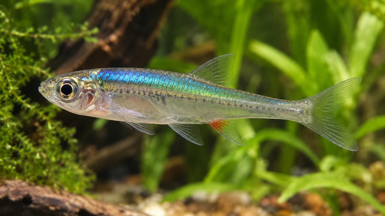 Axelrod’s Sundadanio showing its identifying shape and markings in a suitable aquarium setting.