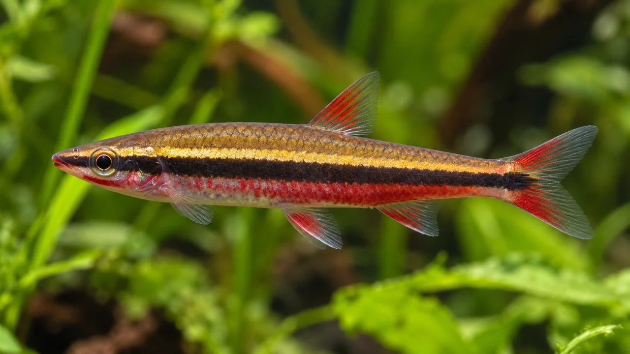 Beckford’s Pencilfish showing its identifying shape and markings in a suitable aquarium setting.